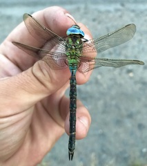 Aeshna viridis