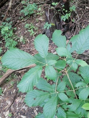 Handroanthus chrysanthus