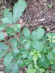 Handroanthus chrysanthus