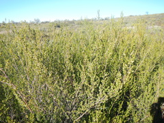 Cliffortia teretifolia