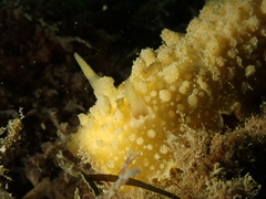 Doris verrucosa
