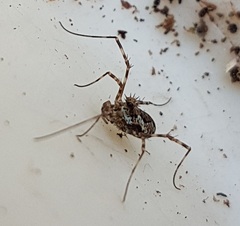 Megabunus diadema