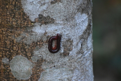 Trigoniulus corallinus