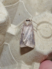 Agnorisma badinodis