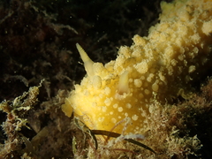 Doris verrucosa