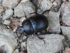 Anoplotrupes