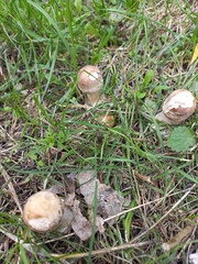 Leccinum duriusculum