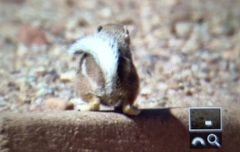 Ammospermophilus leucurus