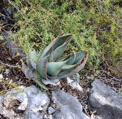 Aloe striata