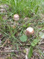 Leccinum duriusculum