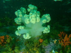 Pseudonephthea liltvedi