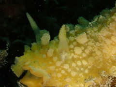 Doris verrucosa