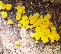 Calycina citrina
