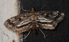 Parapoynx obscuralis