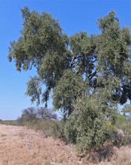 Aspidosperma quebracho-blanco