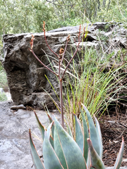 Aloe striata