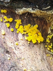 Calycina citrina