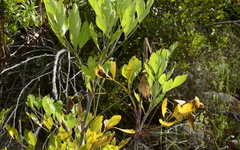 Notobubon galbanum