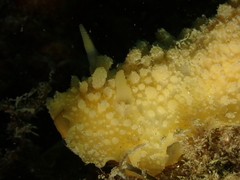 Doris verrucosa