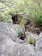 Aloe striata