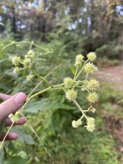 Verbesina walteri
