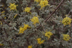 Pteronia glauca