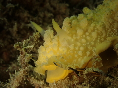 Doris verrucosa