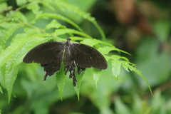 Papilio nephelus