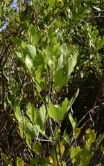 Notobubon galbanum