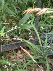 Lysimachia candida