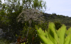 Notobubon galbanum