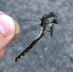 Gomphus vulgatissimus