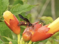 Cerceris bicornuta