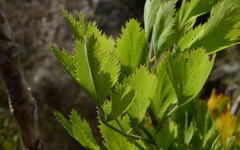 Notobubon galbanum