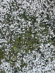 Candelariella