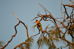 Trichoglossus rubritorquis