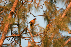 Trichoglossus rubritorquis