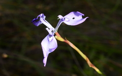 Moraea tripetala