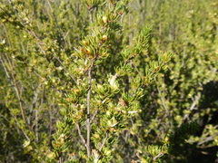 Cliffortia teretifolia