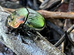 Phanaeus igneus