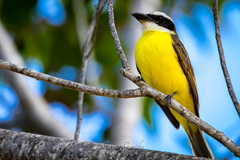 Pitangus sulphuratus