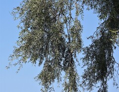 Aspidosperma quebracho-blanco