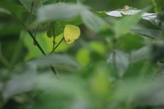 Eurema hecabe