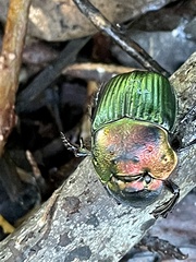 Phanaeus igneus