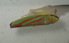 Graphocephala fennahi