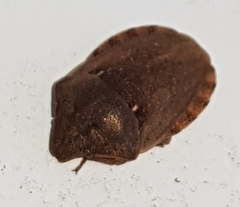 Eurygaster testudinaria