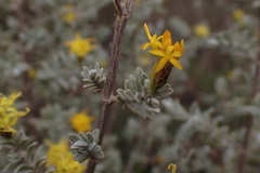 Pteronia glauca