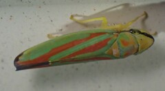 Graphocephala fennahi