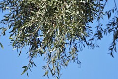 Aspidosperma quebracho-blanco