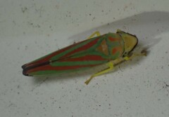 Graphocephala fennahi